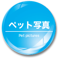 ペット写真